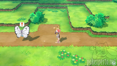 Pok�mon acompa�antes